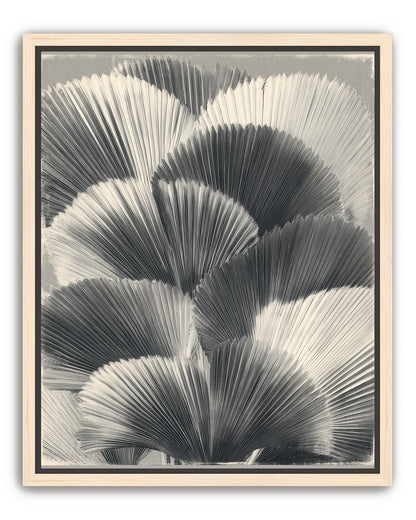 Ginkgo leaves in shadow