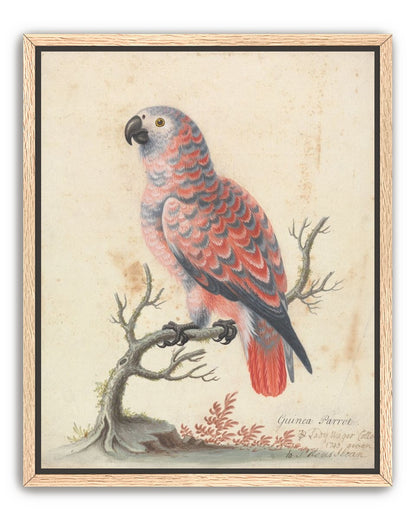 Parrot among bare branches