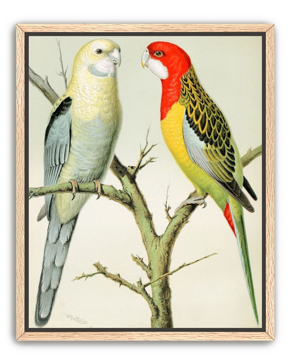 Beaks across the branch