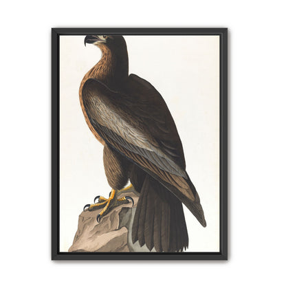 Brown hawk on rock