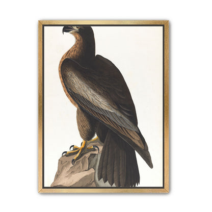 Brown hawk on rock