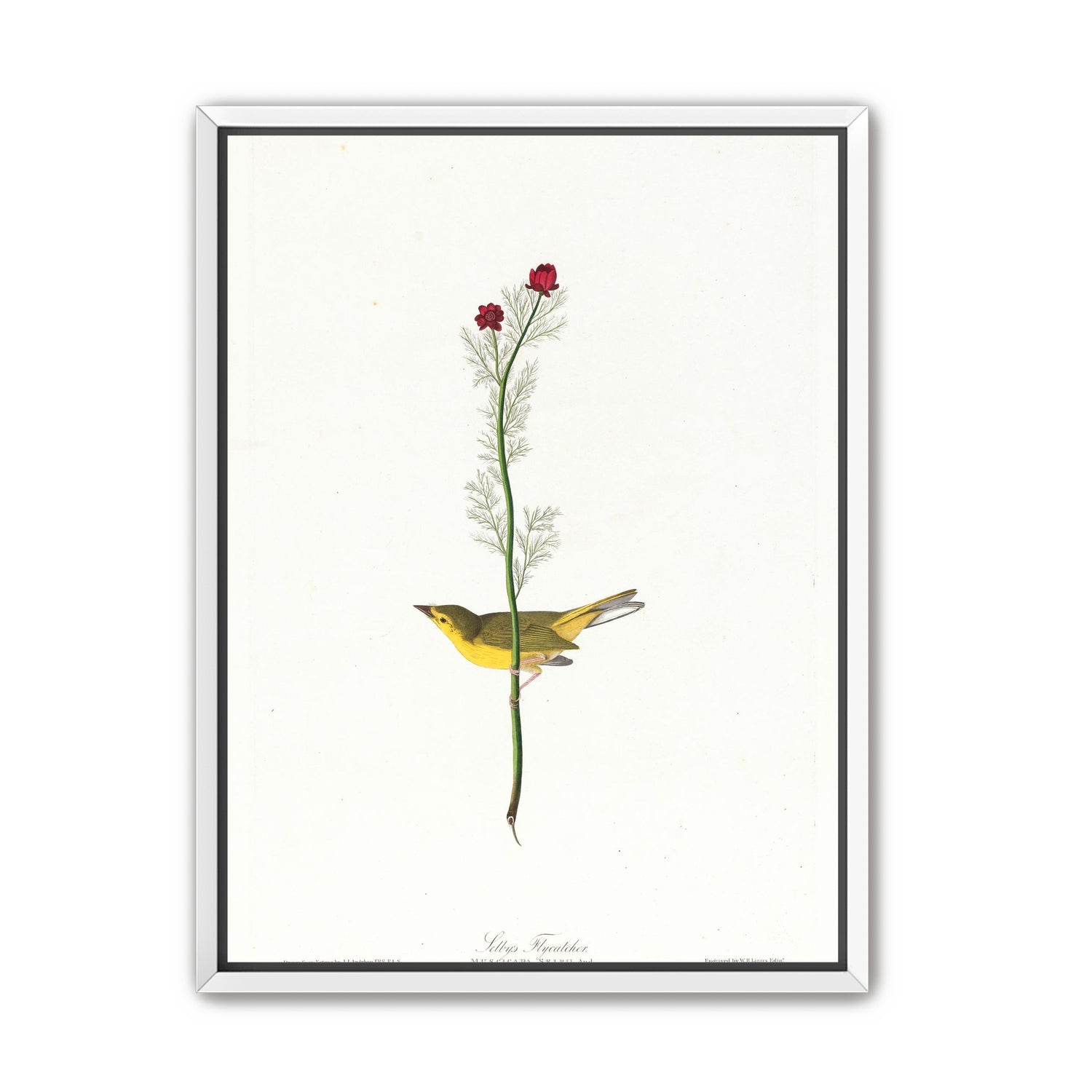 A yellow bird beneath red blooms