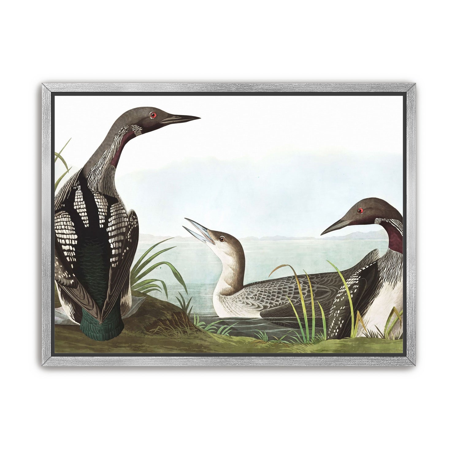 Black Throated Diver