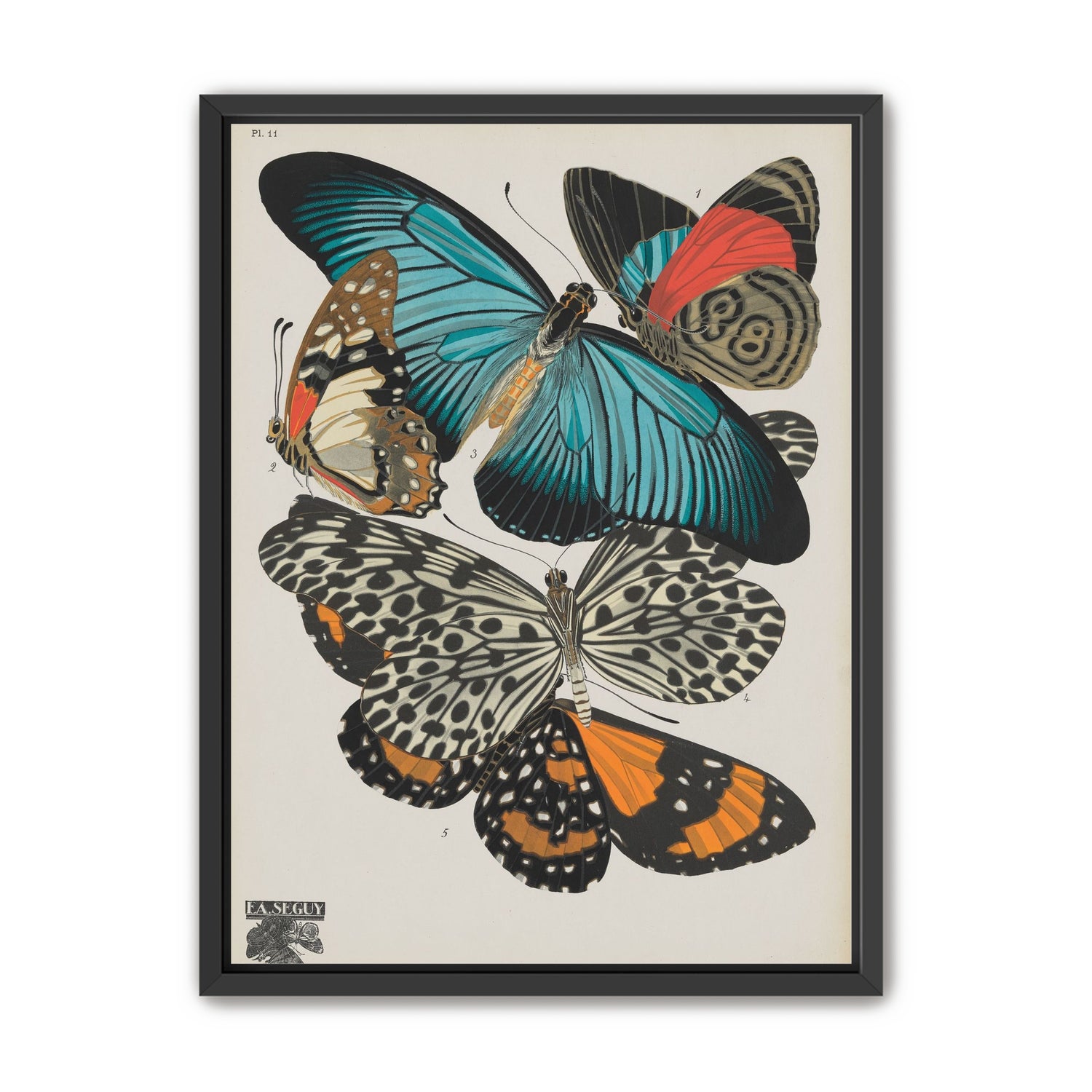 Turquoise wings over orange velvet