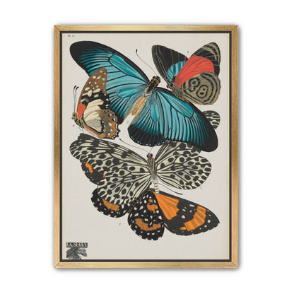 Turquoise wings over orange velvet