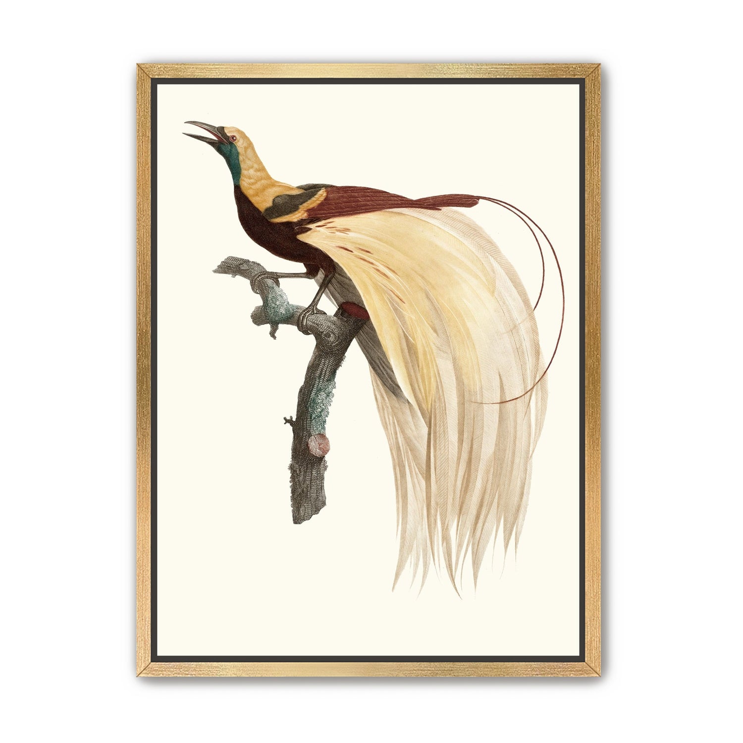 Open beak and trailing plumes