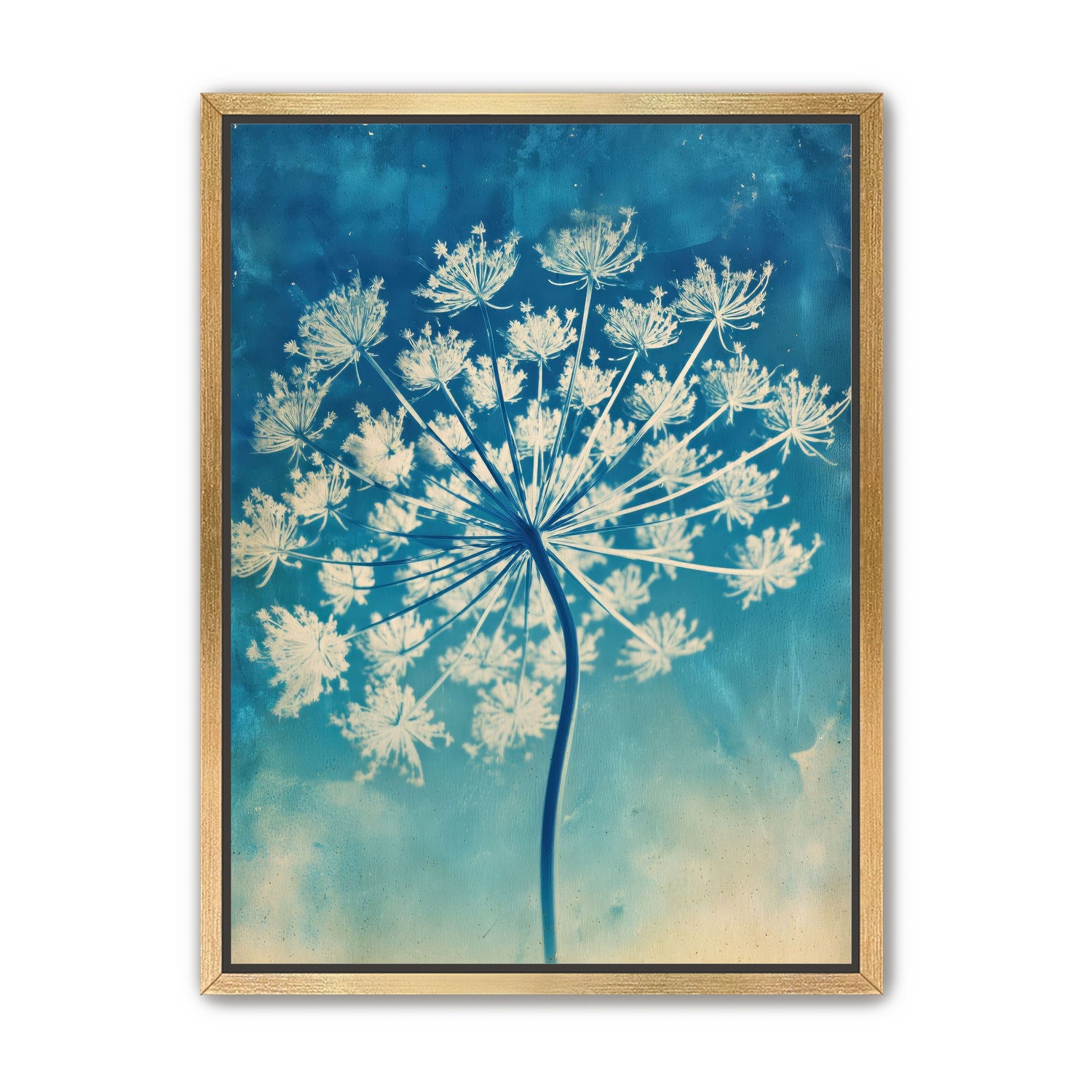 Laceflower Bloom