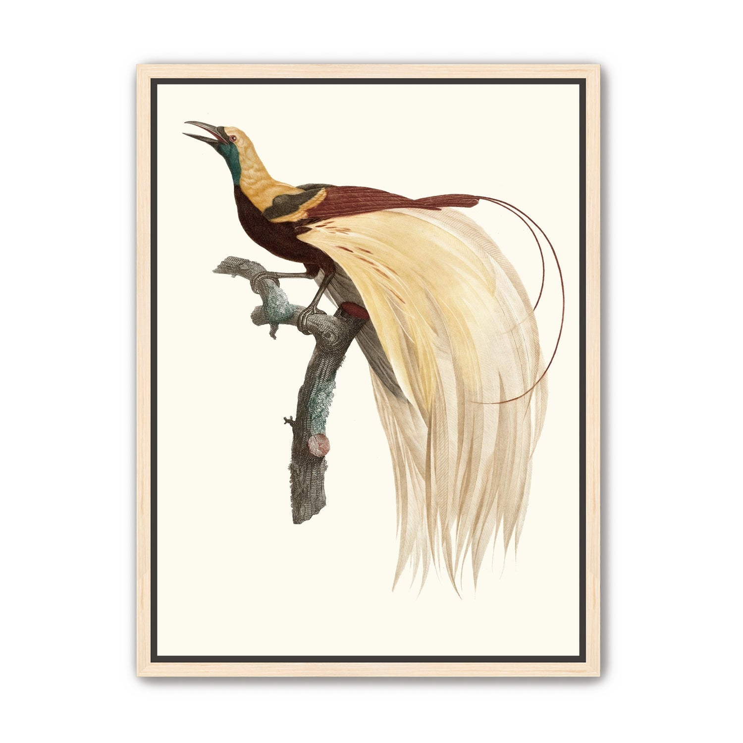 Open beak and trailing plumes