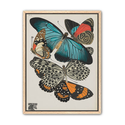 Turquoise wings over orange velvet