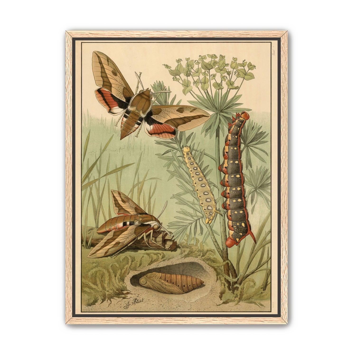 Red bands on moth wings