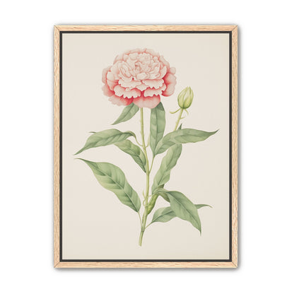 Delicate Blush