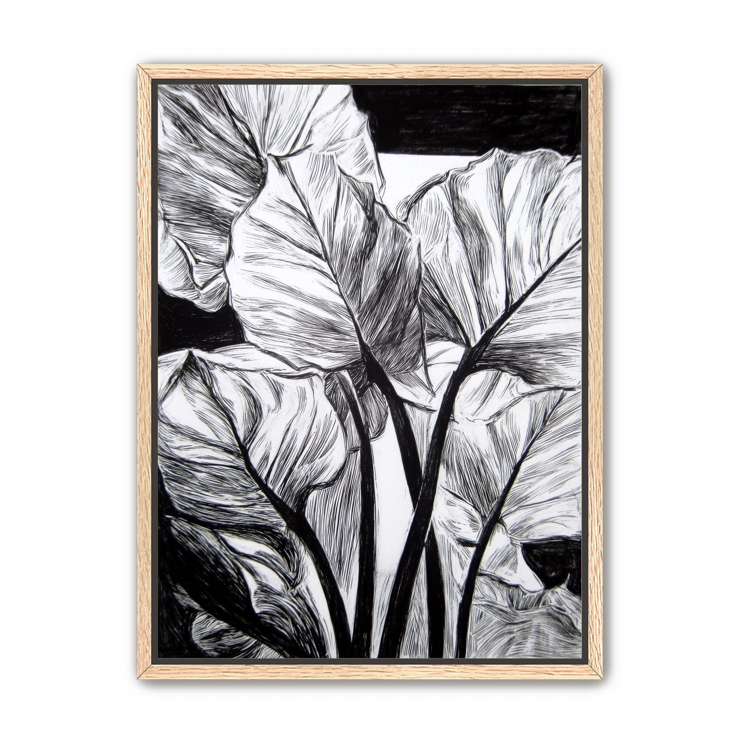 Overlapping Leaves on Dark Ground