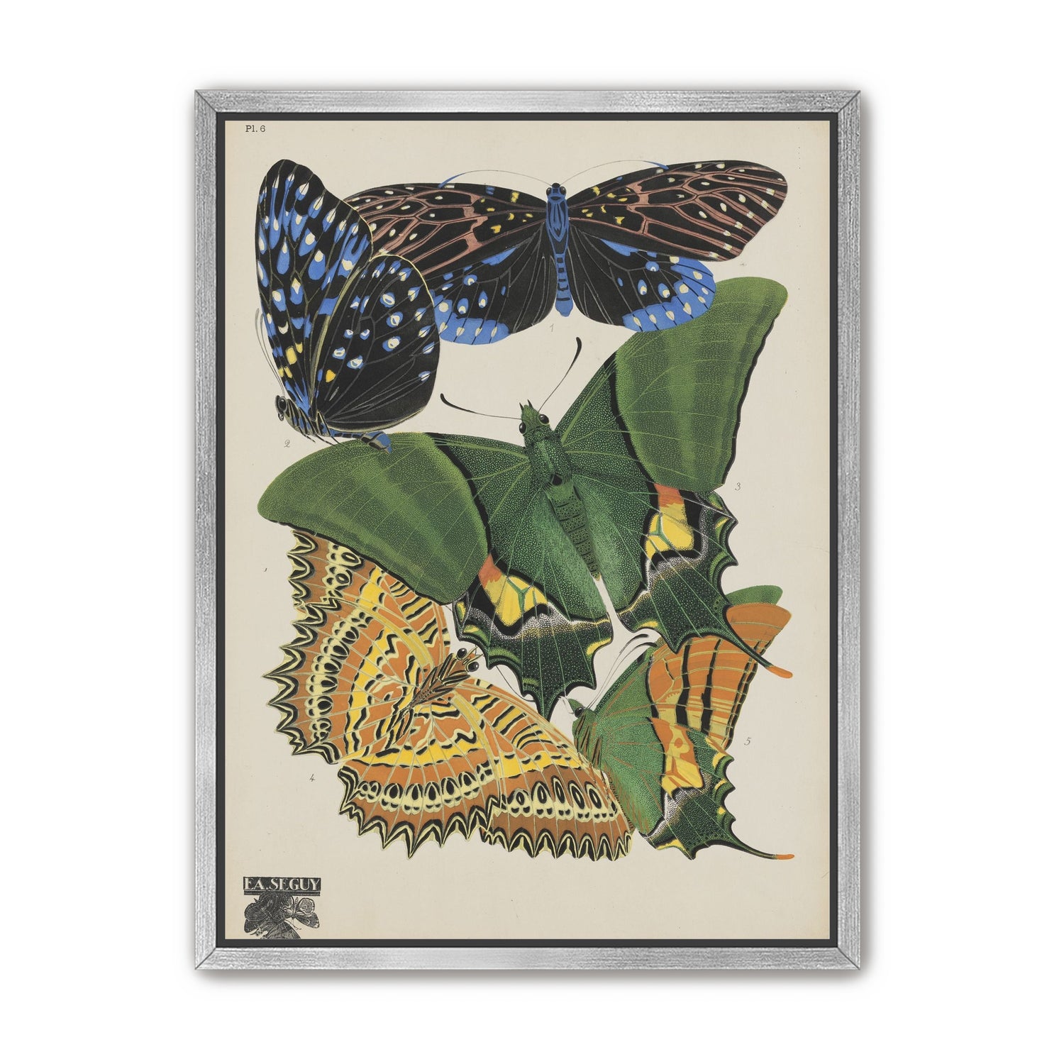 Butterflies on a pale plate