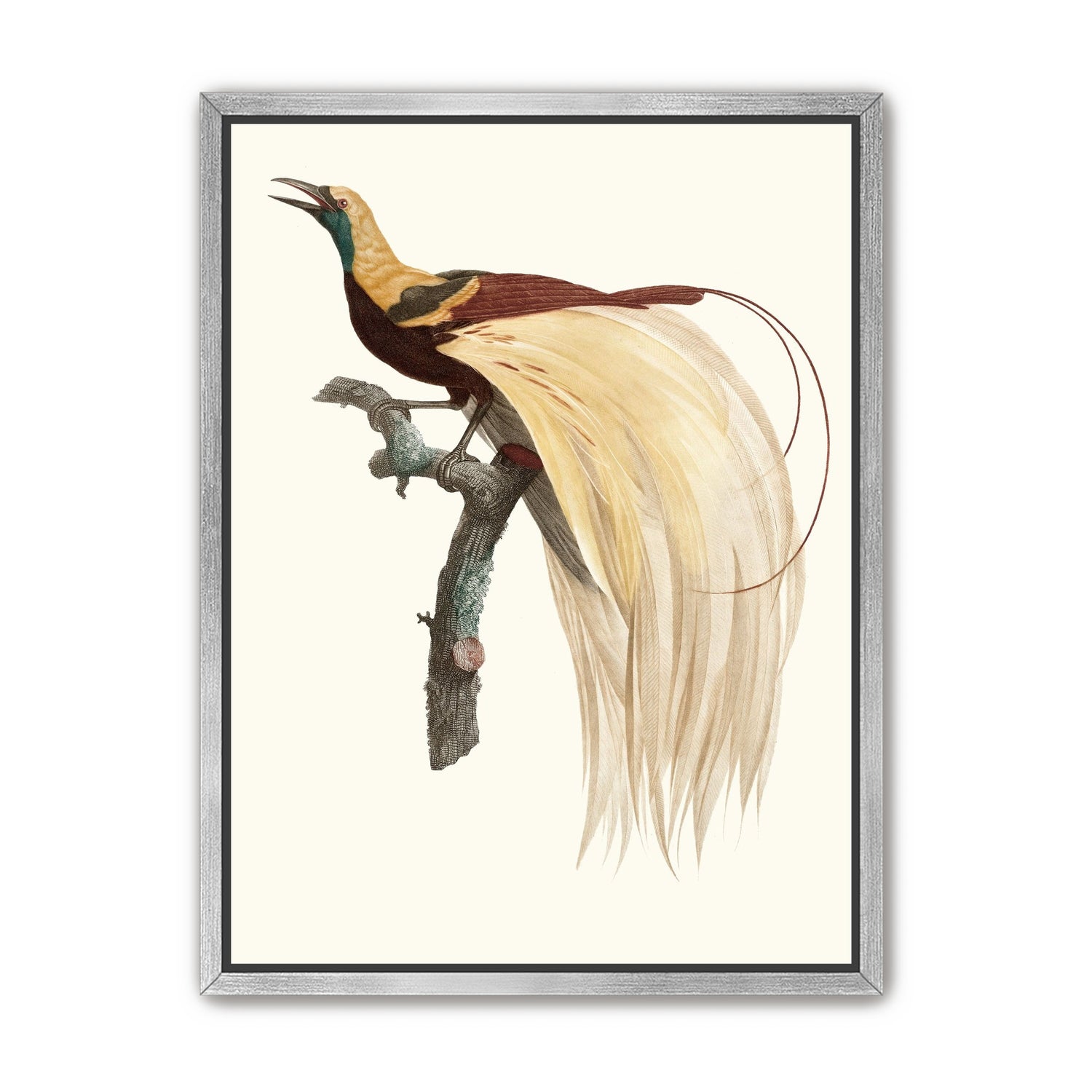 Open beak and trailing plumes