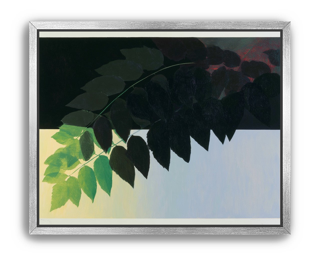 Leaves crossing into shadow
