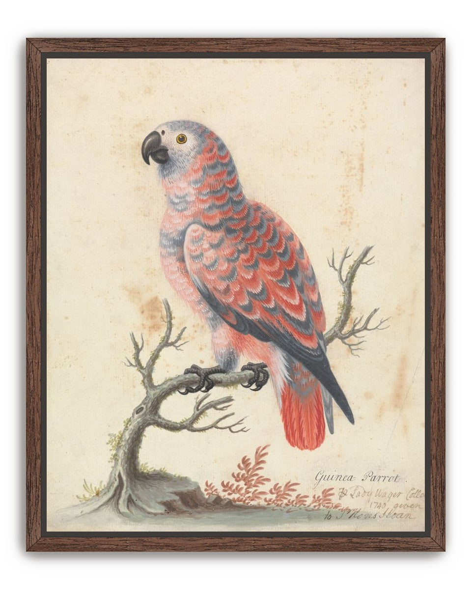 Parrot among bare branches