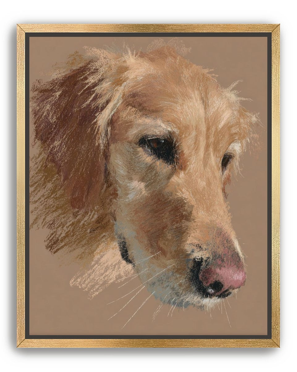 Warm browns on a golden retriever