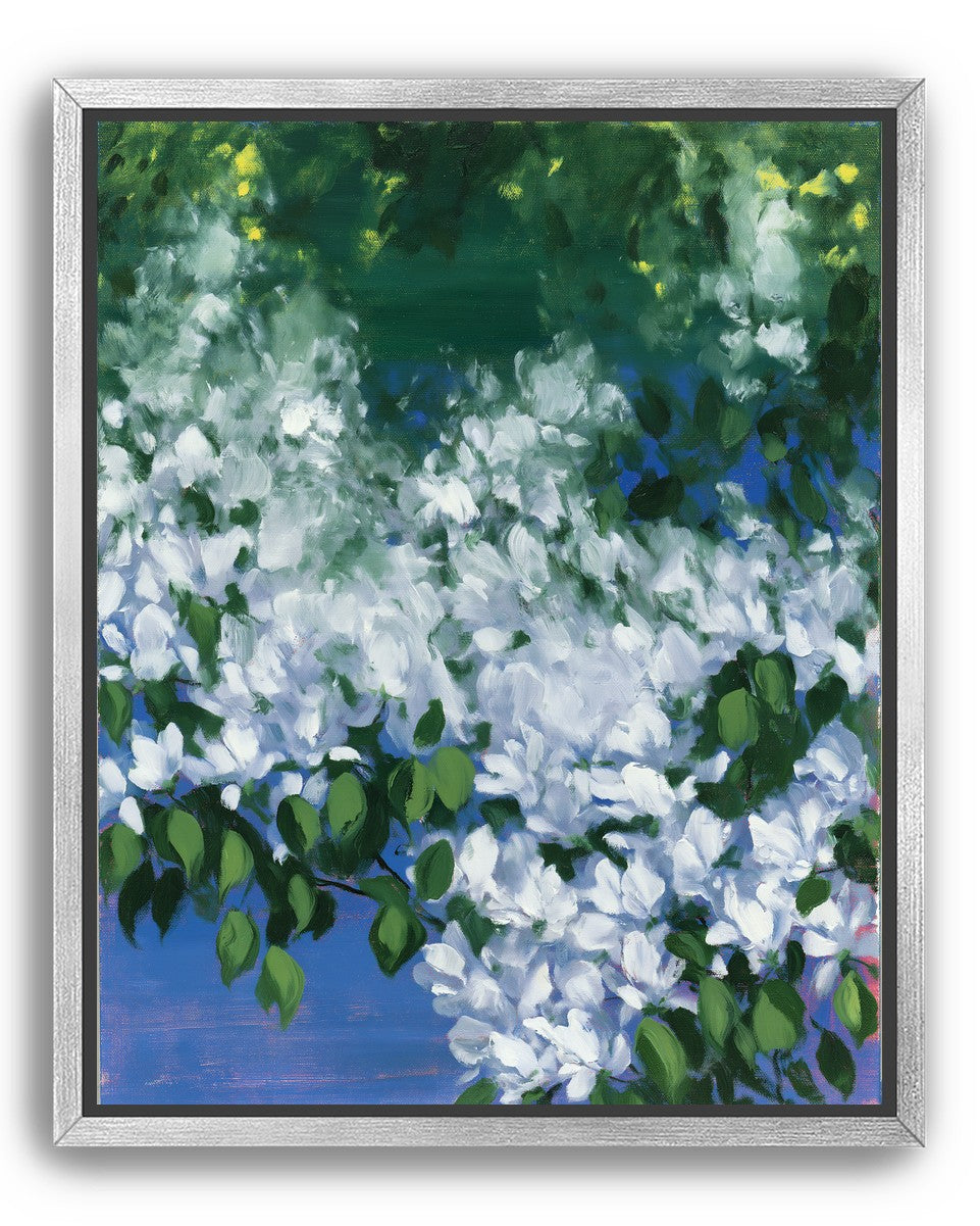 White blossoms over blue shade