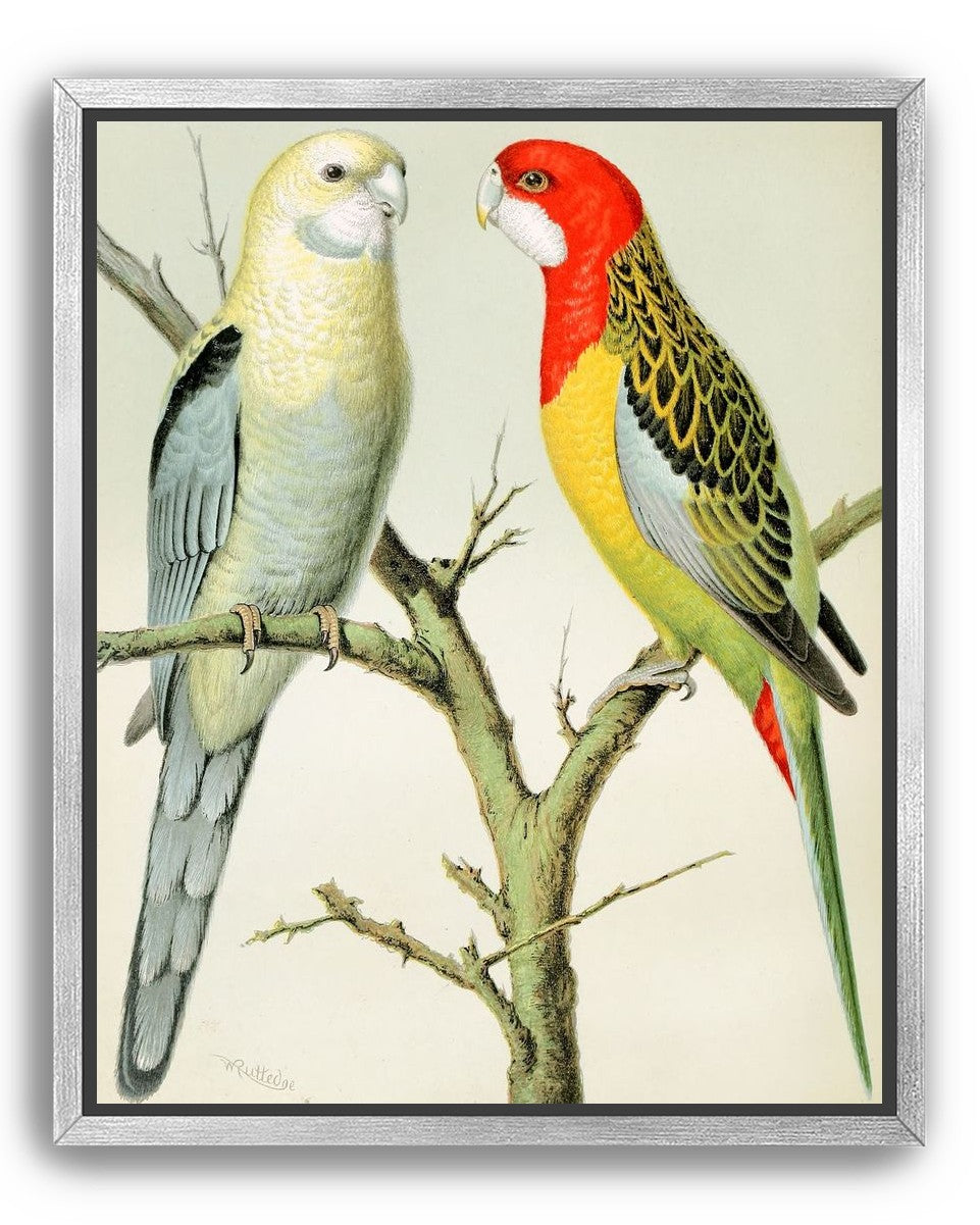 Beaks across the branch