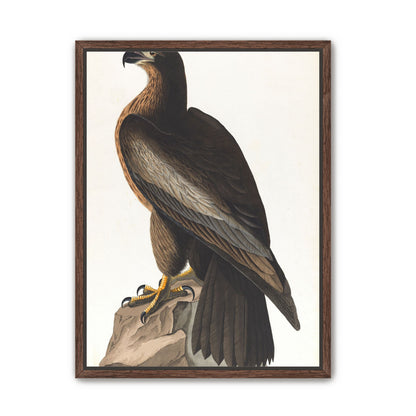 Brown hawk on rock