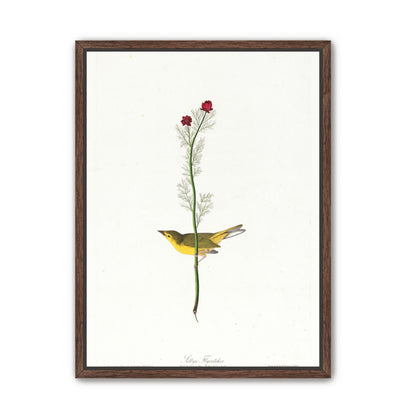A yellow bird beneath red blooms