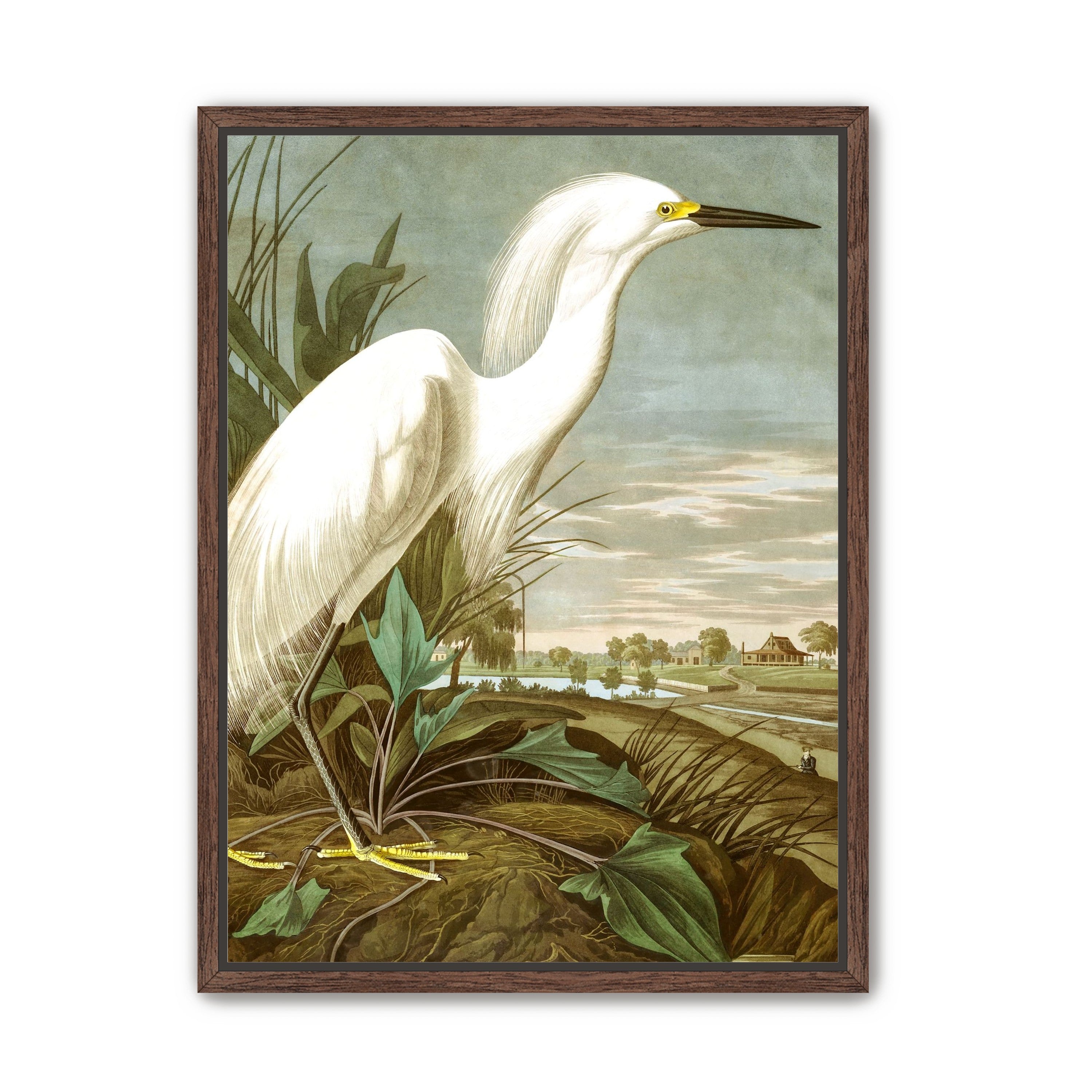 White Egret