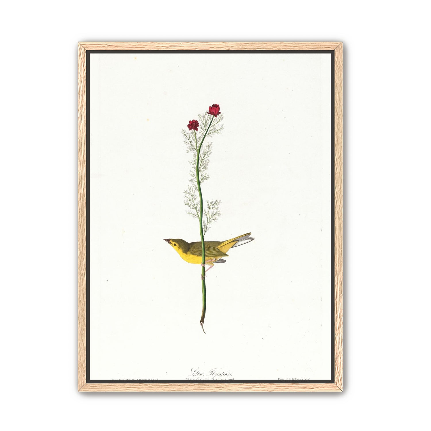 A yellow bird beneath red blooms