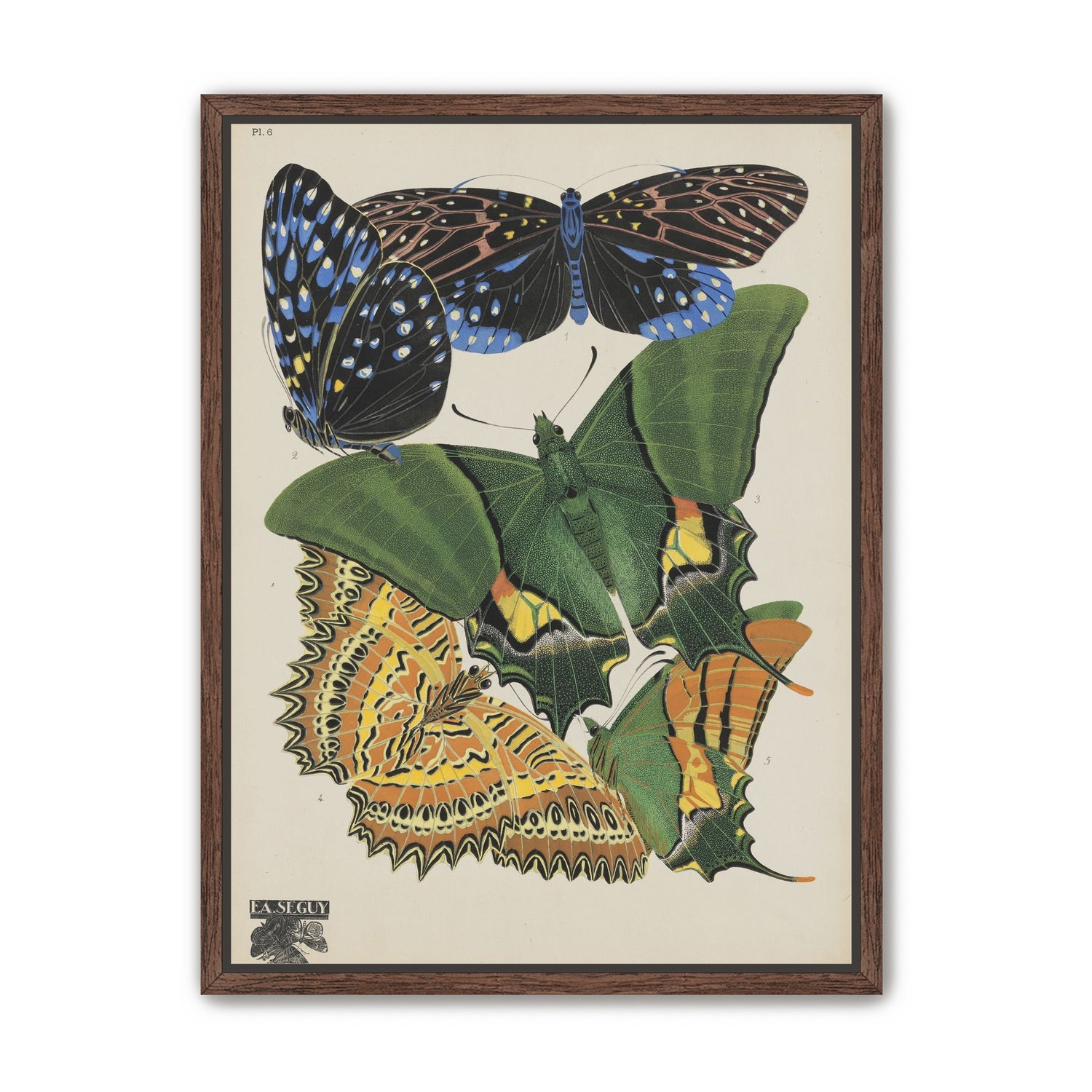 Butterflies on a pale plate