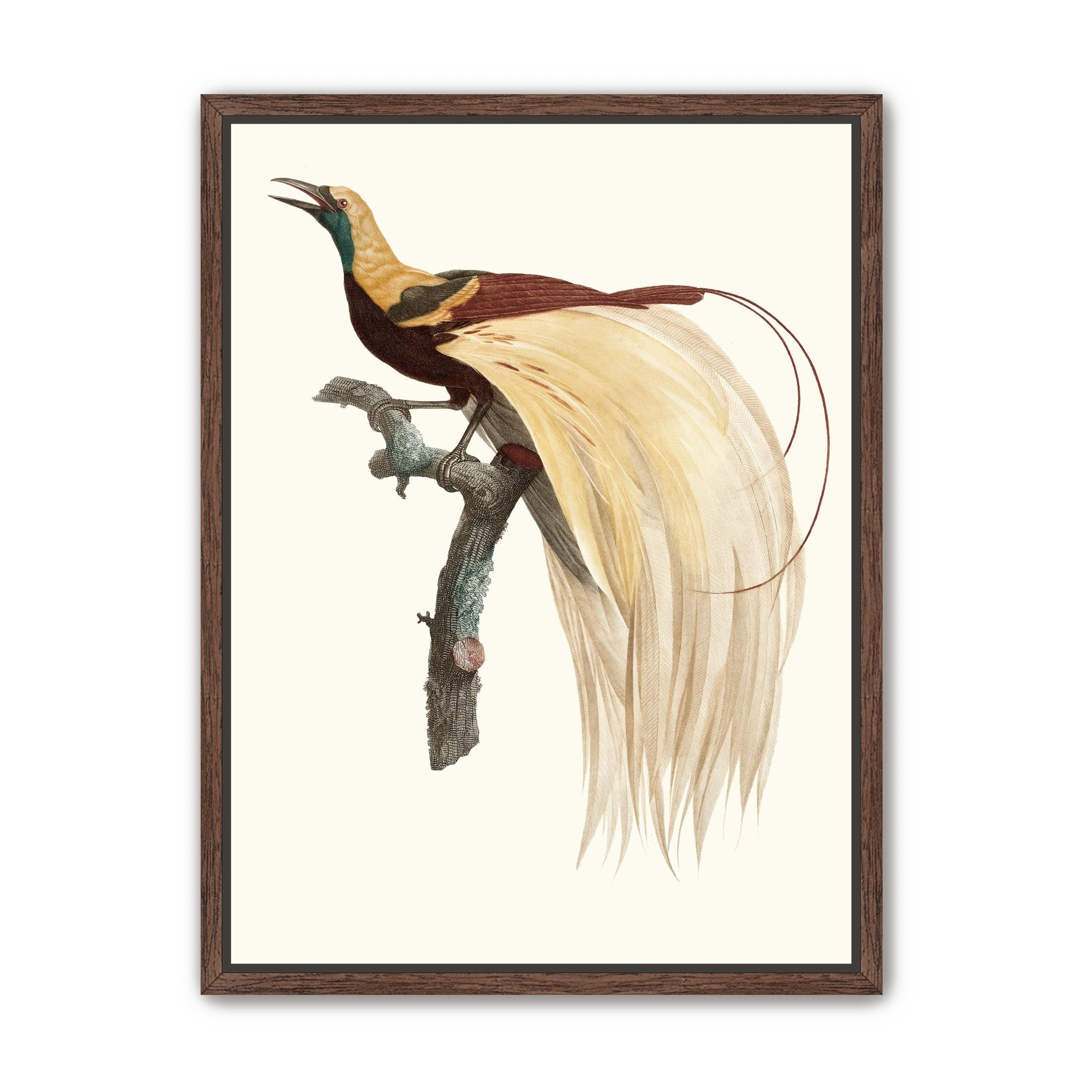 Open beak and trailing plumes