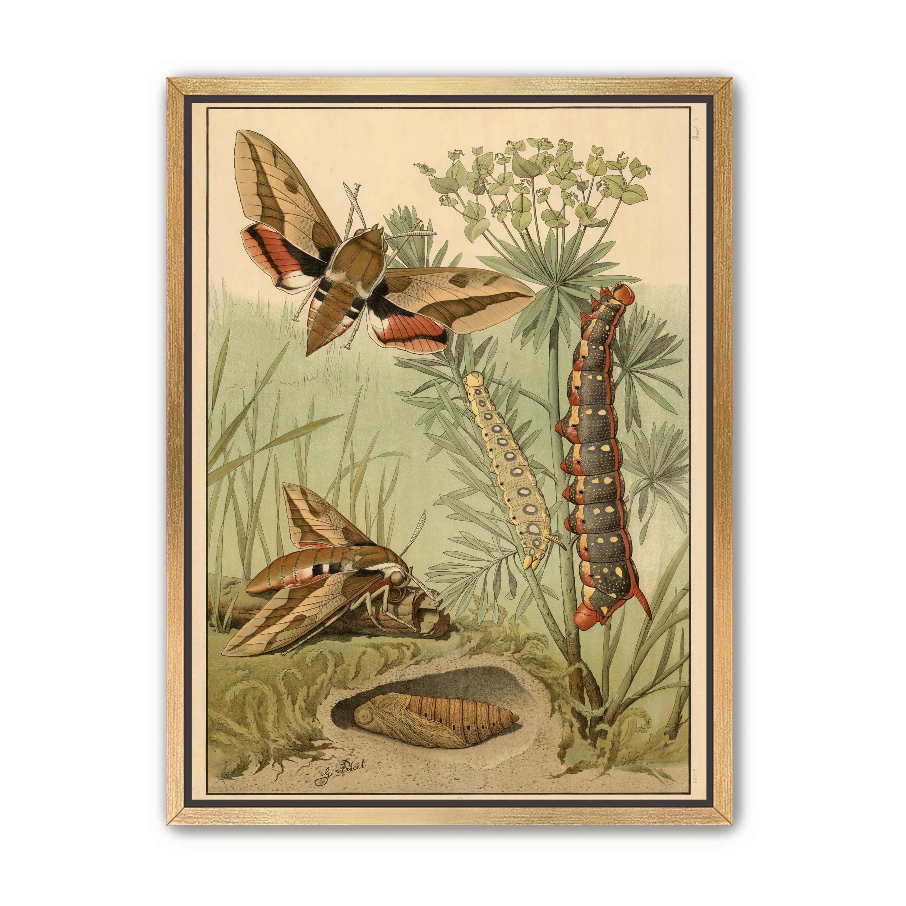 Red bands on moth wings