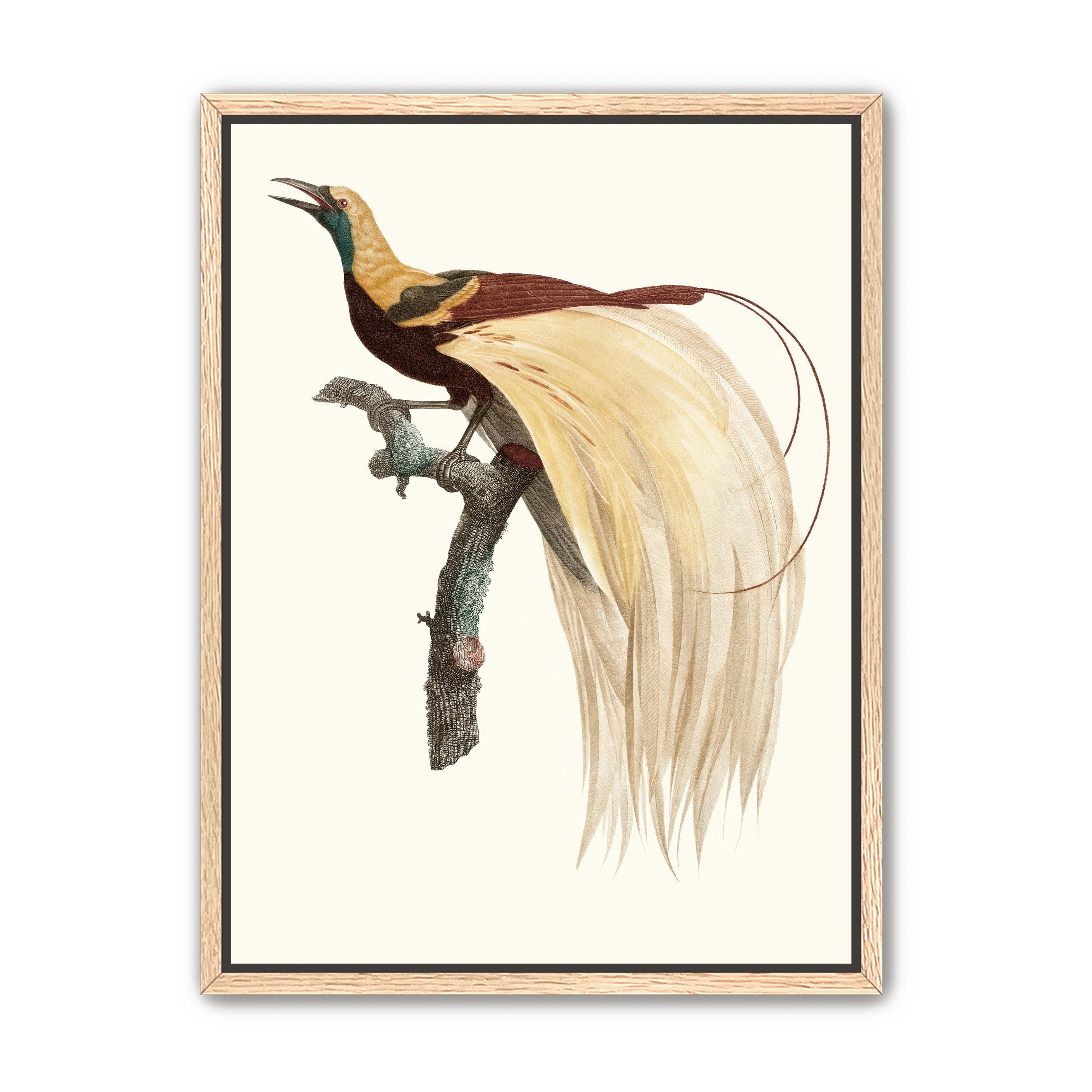 Open beak and trailing plumes