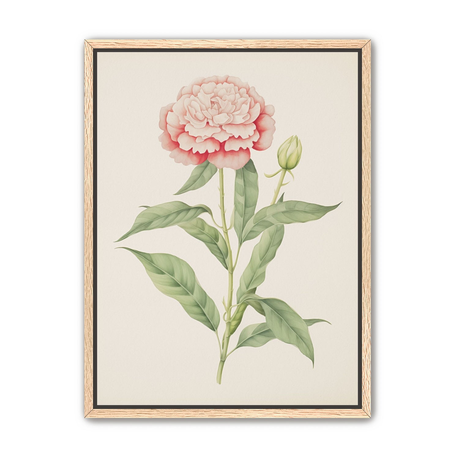 Delicate Blush