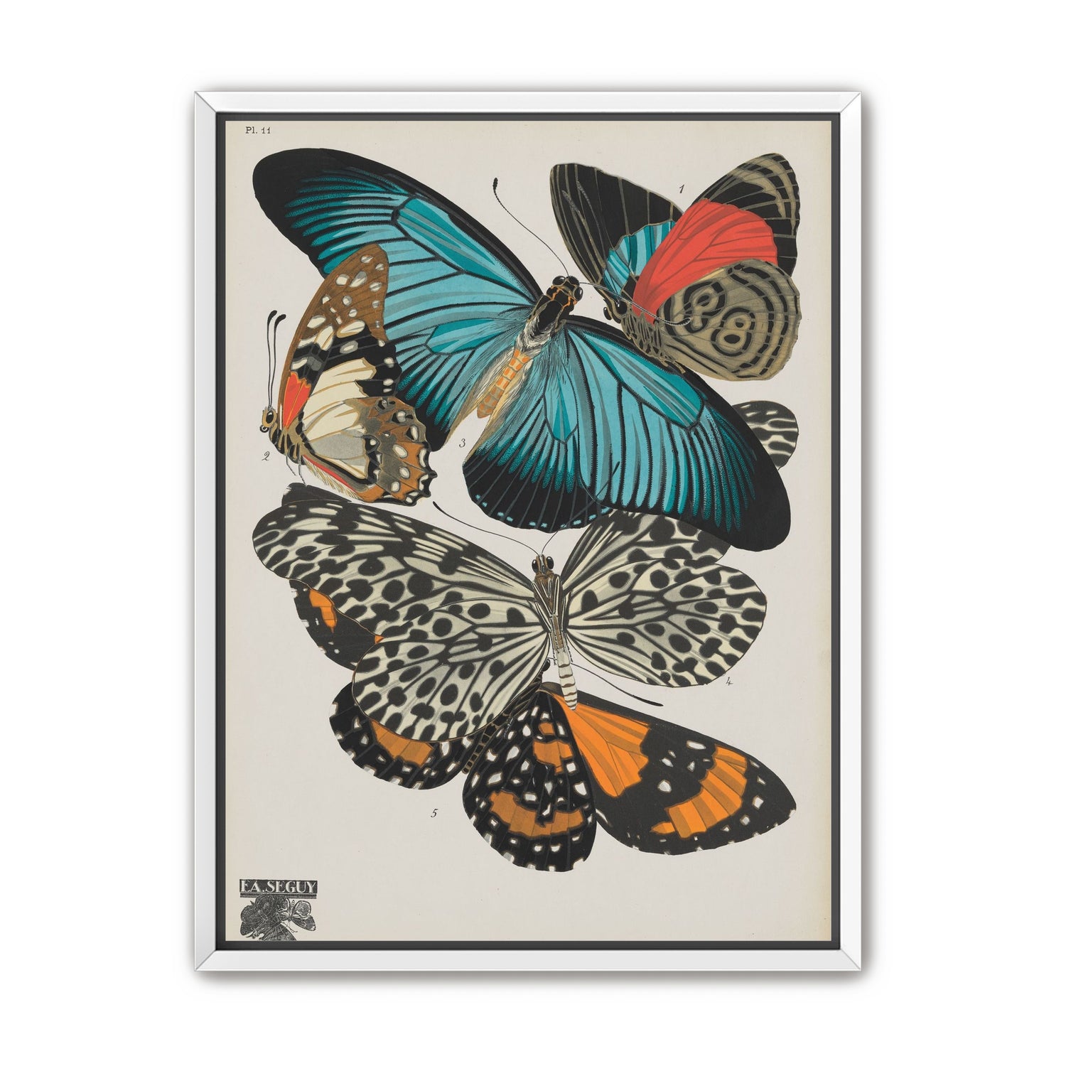 Turquoise wings over orange velvet