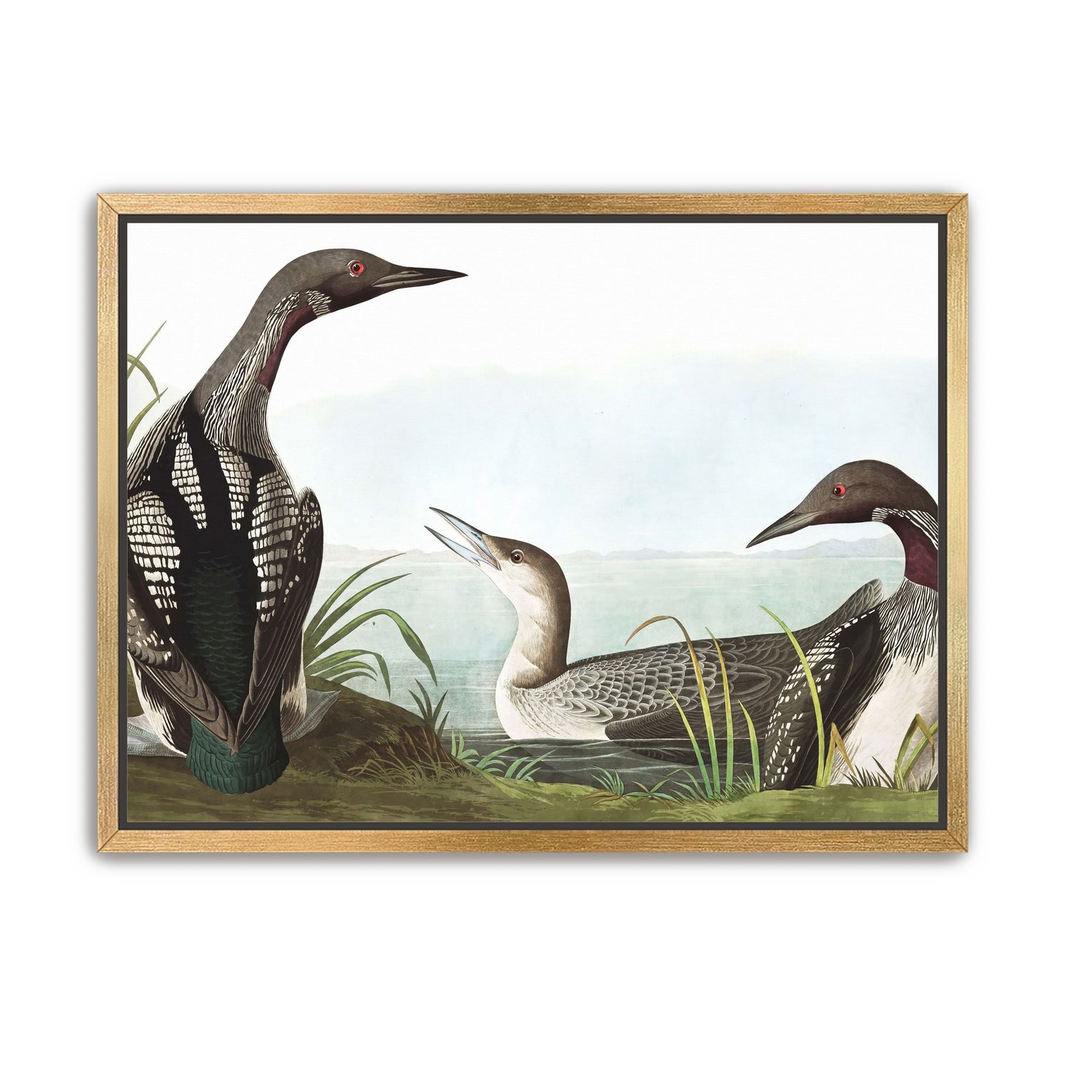 Black Throated Diver