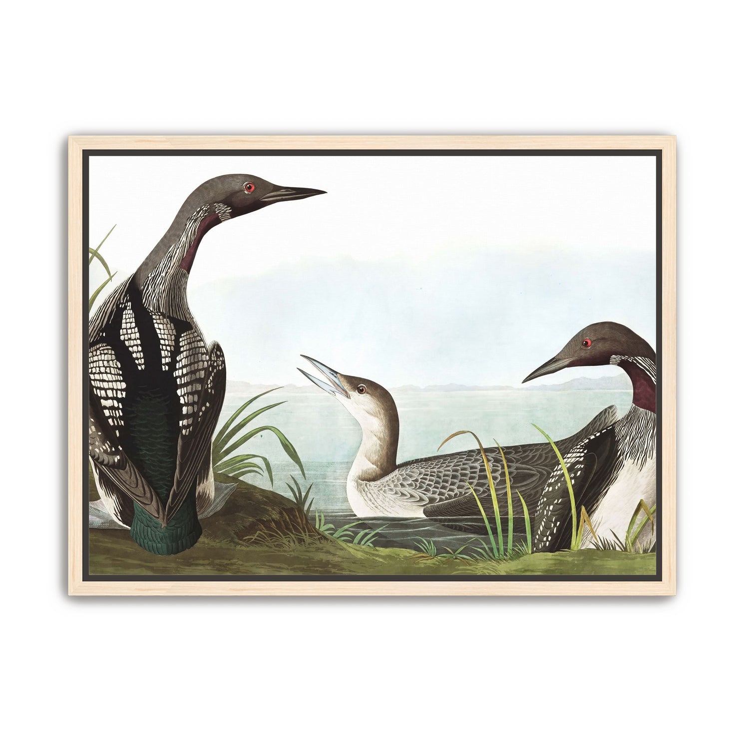 Black Throated Diver