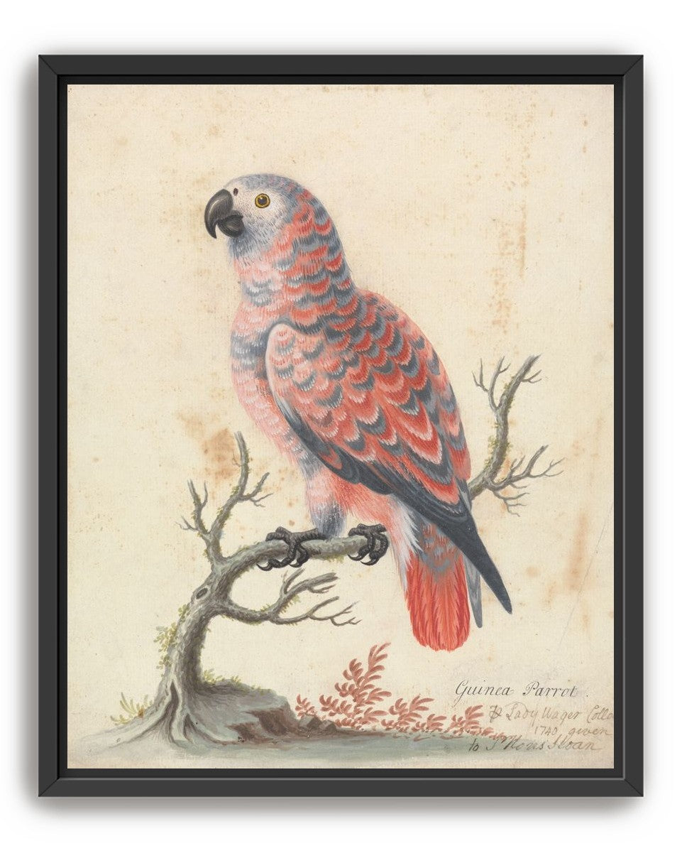 Parrot among bare branches