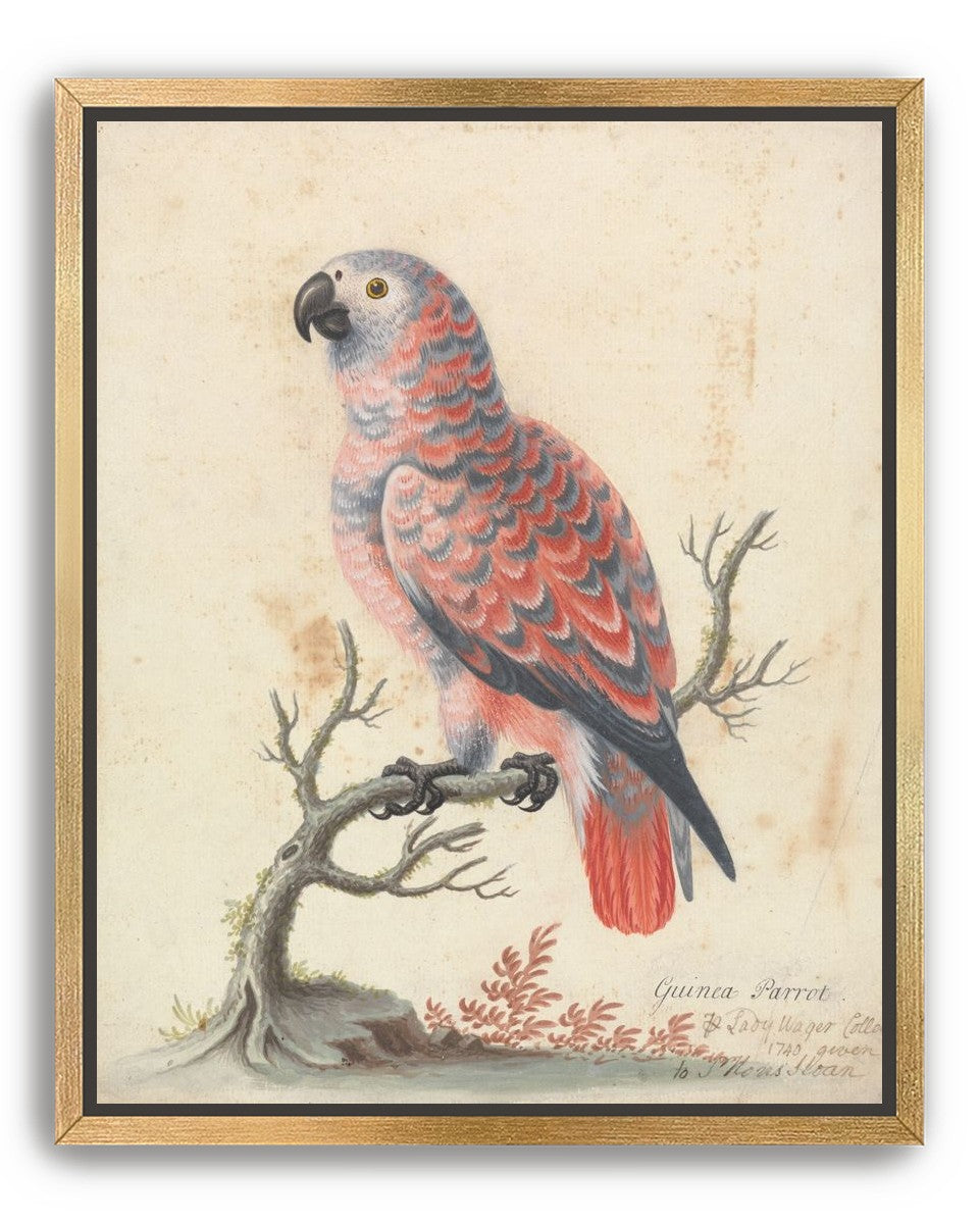 Parrot among bare branches