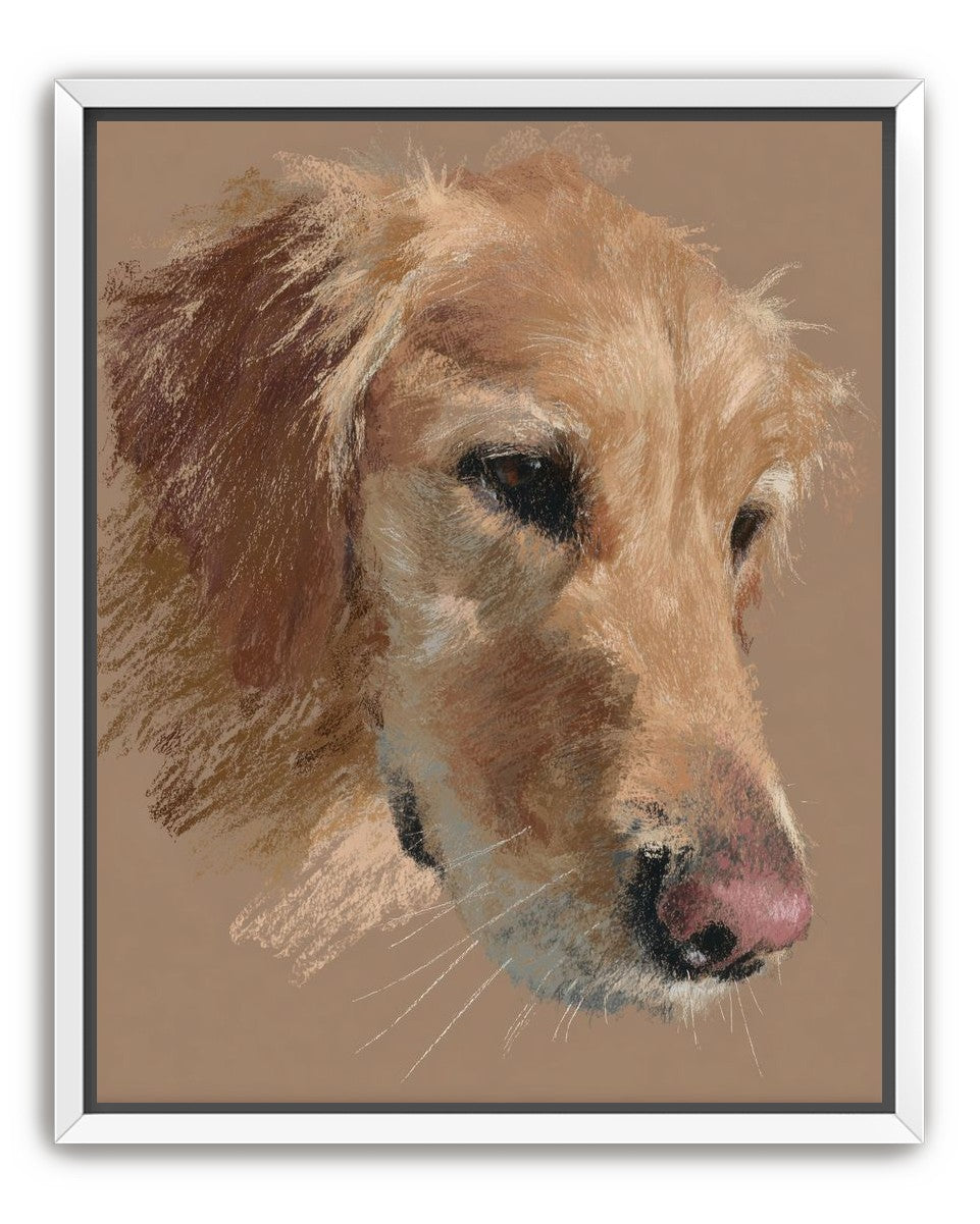 Warm browns on a golden retriever