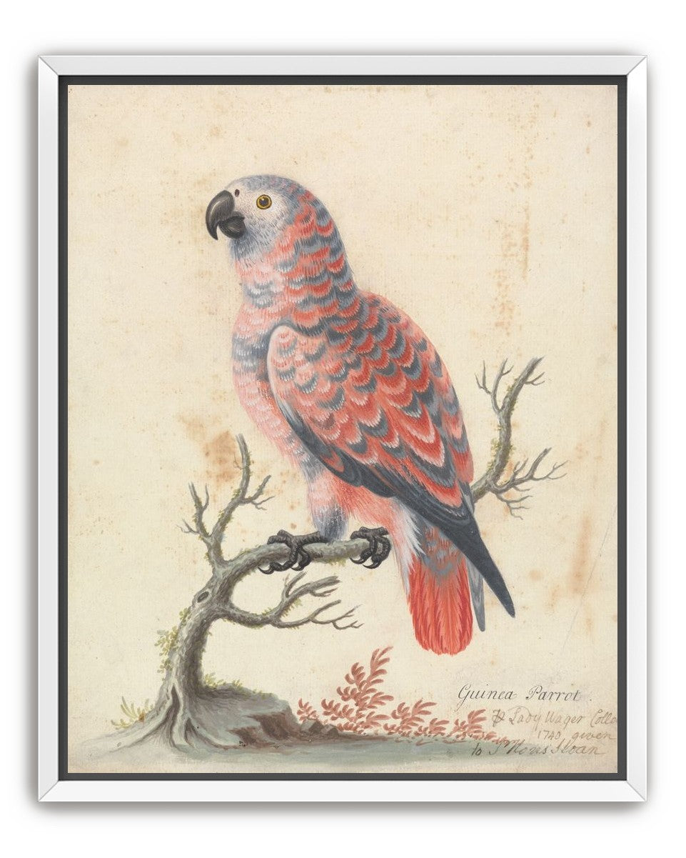 Parrot among bare branches