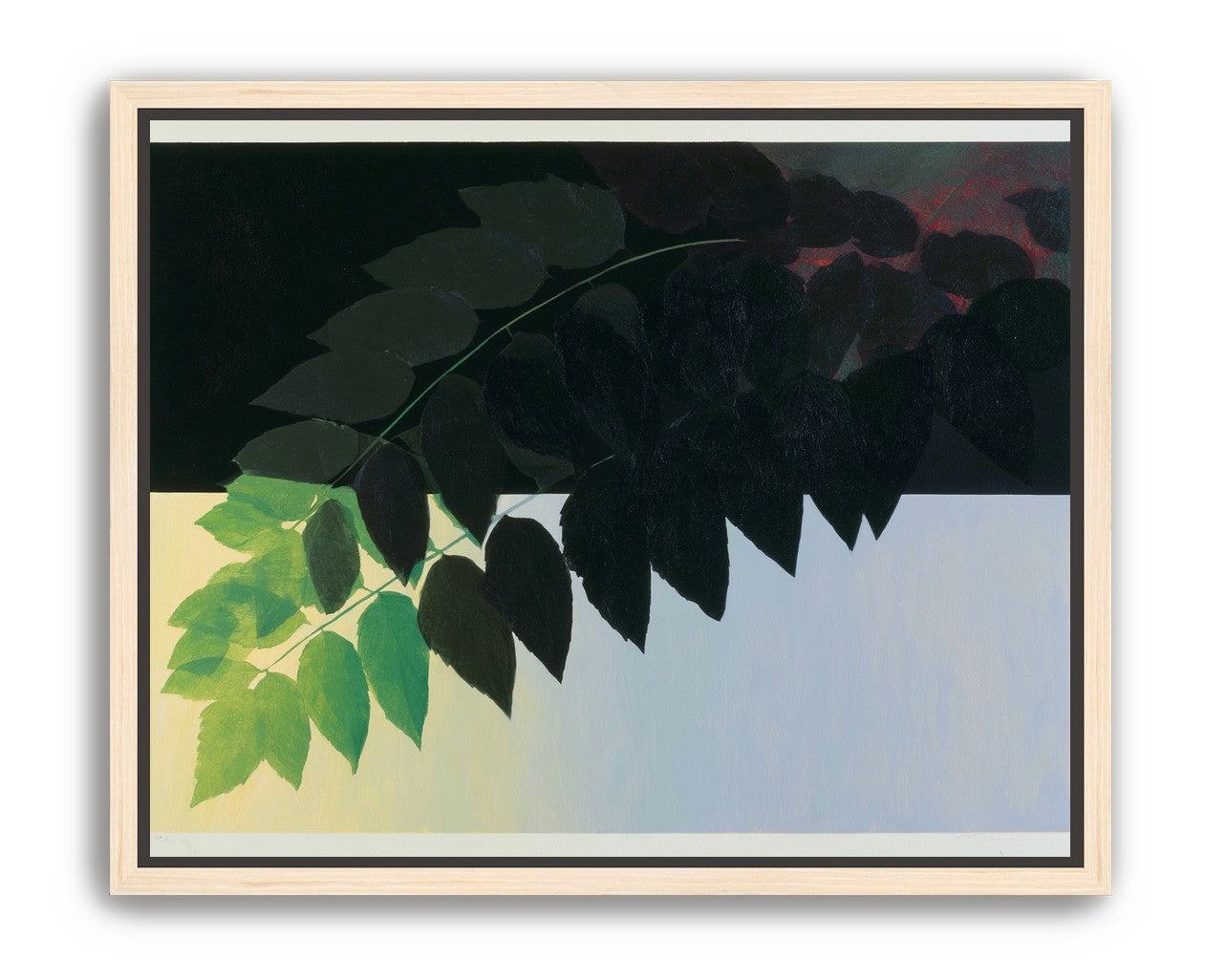 Leaves crossing into shadow