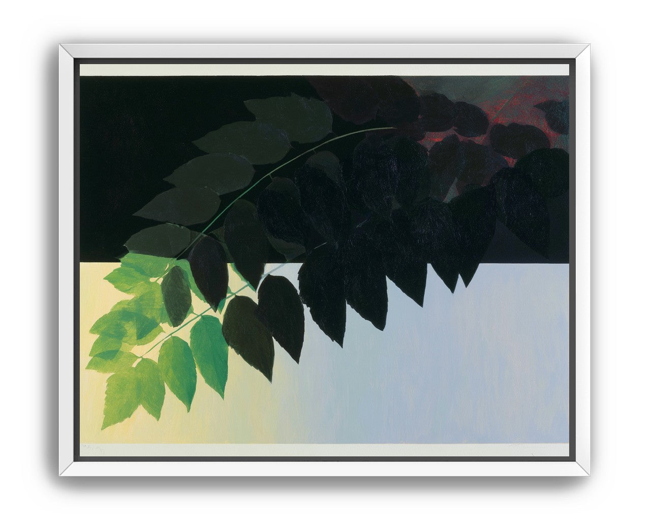 Leaves crossing into shadow