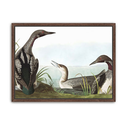 Black Throated Diver
