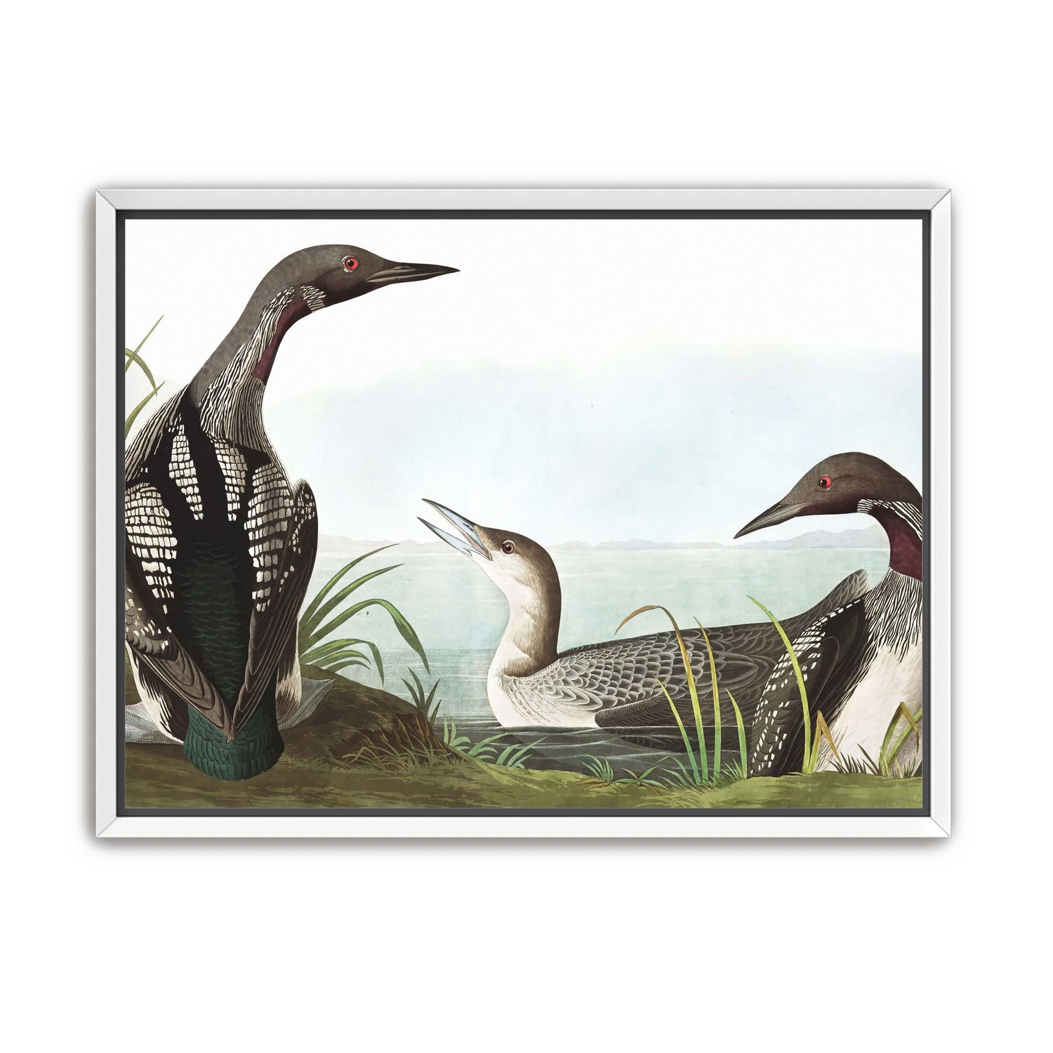 Black Throated Diver
