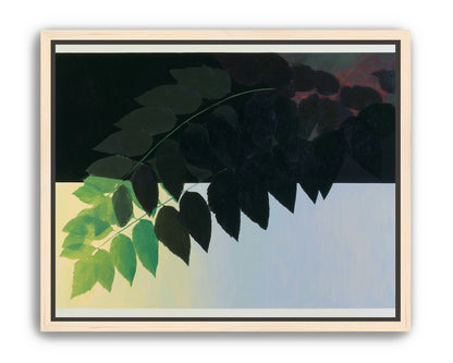 Leaves crossing into shadow