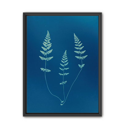 Three ferns in blue