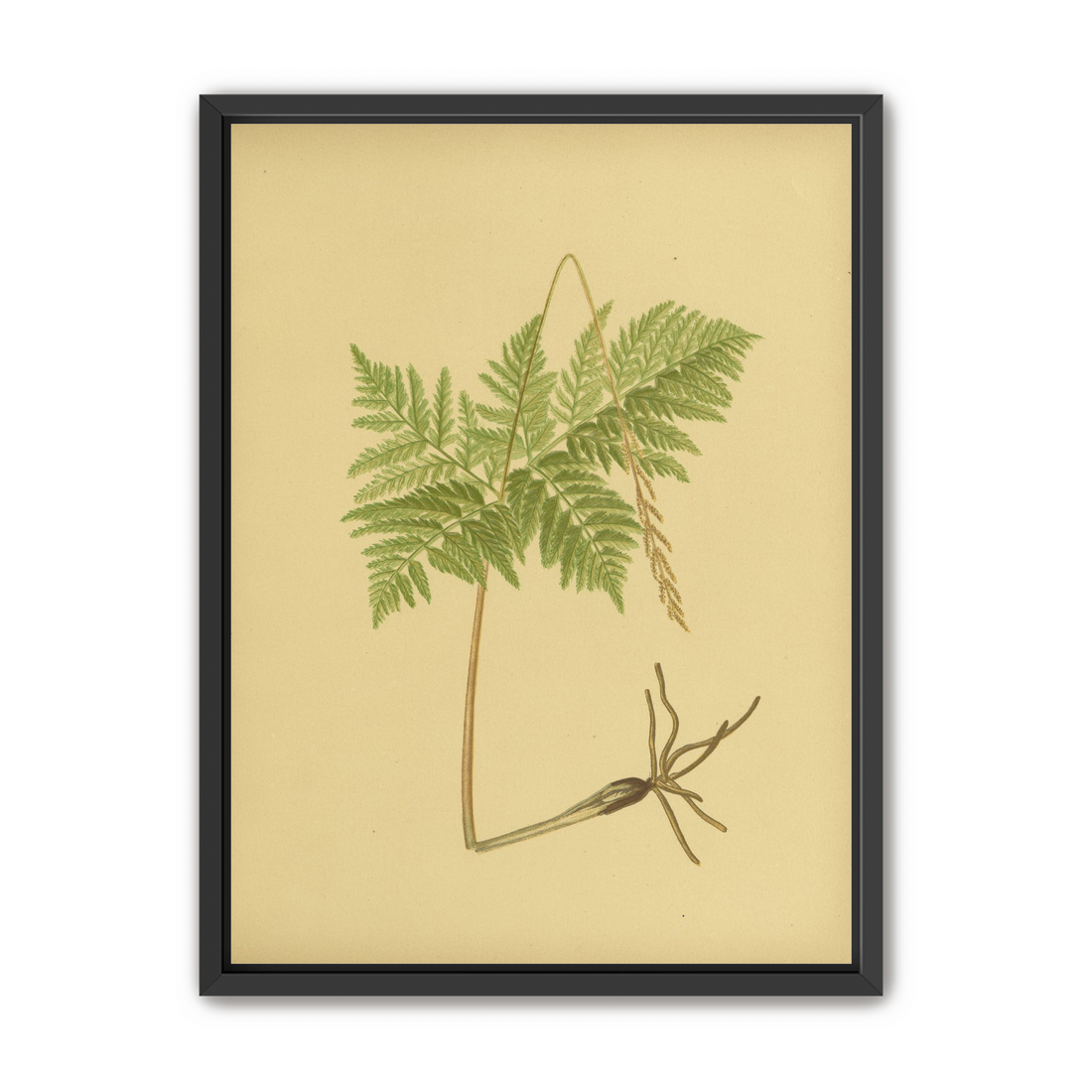 Fern fronds above bare roots
