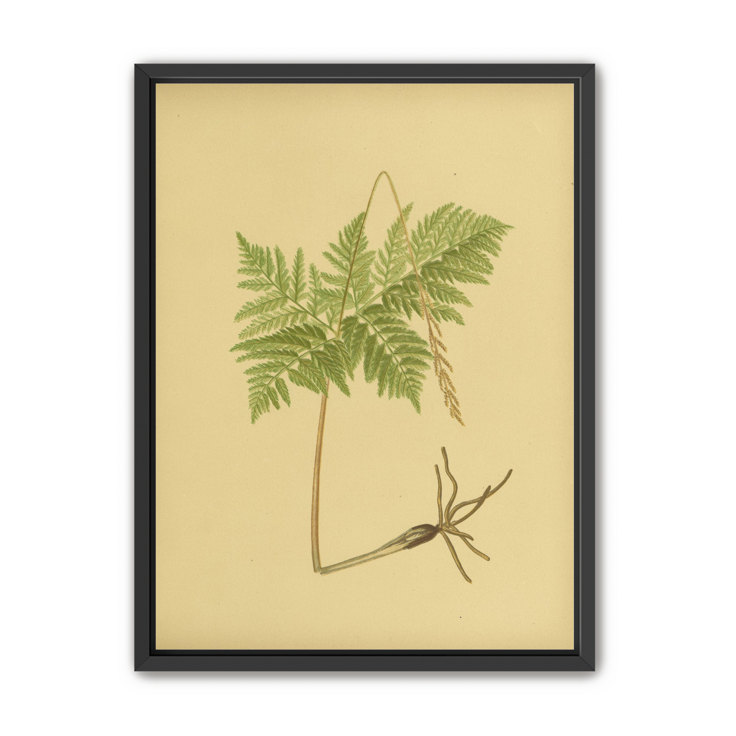 Fern fronds above bare roots