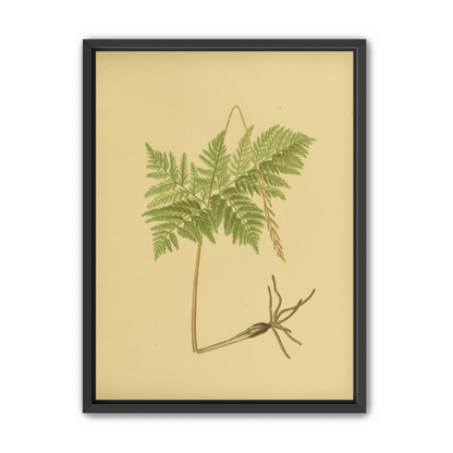 Fern fronds above bare roots