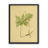Fern fronds above bare roots