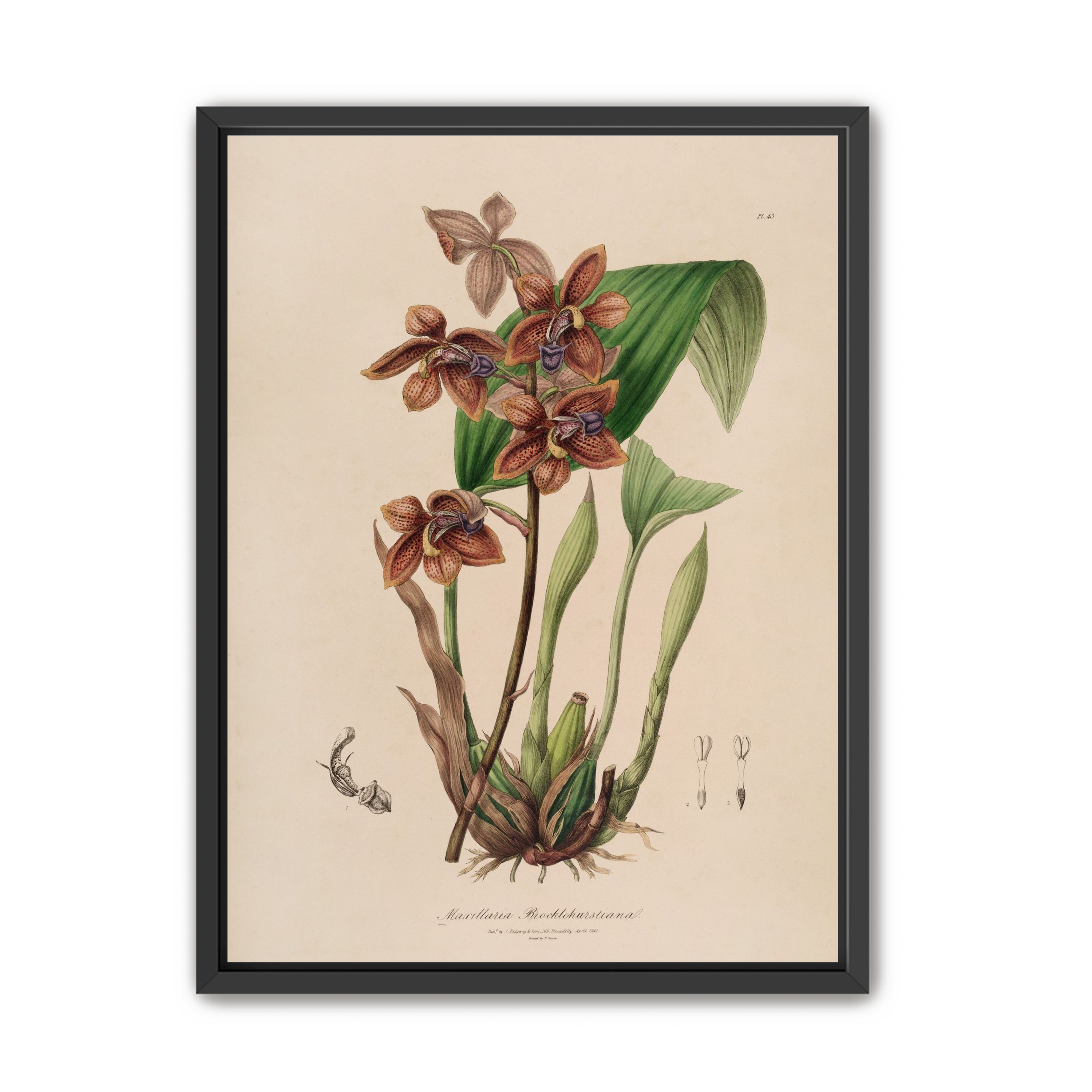 Speckled orchids on pale paper